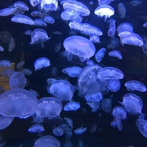 Meet your Posher, Diago